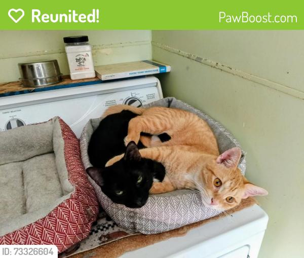 Reunited Male Cat last seen Oakcrest Road and Turnberry Lane, South of M59, East of Eager, Howell MI, Howell, MI 48843