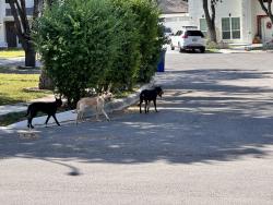 Found/Stray Unknown Dog last seen Babcock and Abe Lincoln, San Antonio, TX 78240