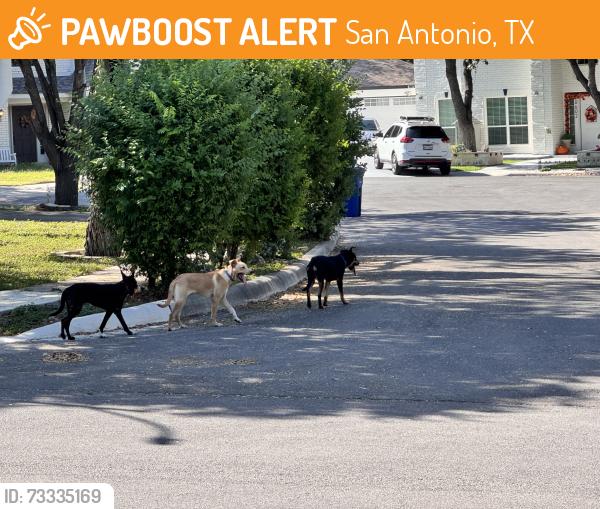 Found/Stray Unknown Dog last seen Babcock and Abe Lincoln, San Antonio, TX 78240