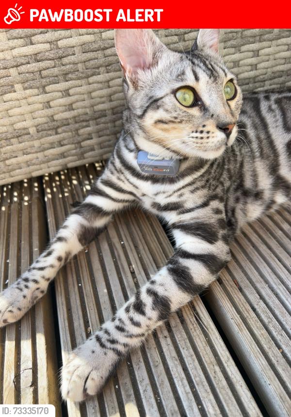 Lost Male Cat last seen Blackness road crowborough, East Sussex, England 
