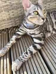 Lost Male Cat last seen Blackness road crowborough, East Sussex, England 