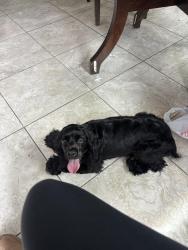 Found/Stray Female Dog last seen cypresswood, Spring, TX 77373