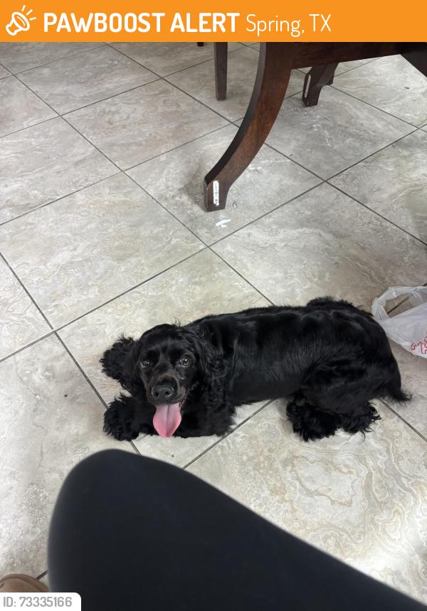 Found/Stray Female Dog last seen cypresswood, Spring, TX 77373