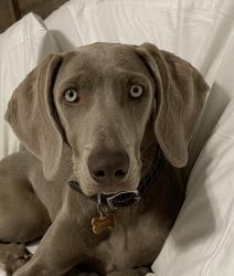 Reunited Female Dog last seen Se 52nd act, Ocala, FL 34471
