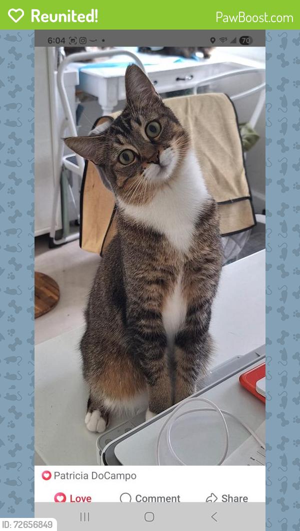 Reunited Male Cat last seen By Oasis building and Regents Park nursing, Miami, FL 33180
