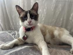 Reunited Female Cat last seen Grand and Dorset, Pomona, CA 91766