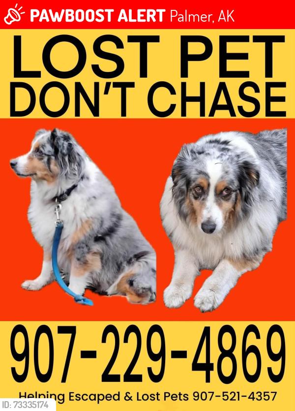 Lost Female Dog last seen Ak State Fair grounds, Palmer, AK 99645