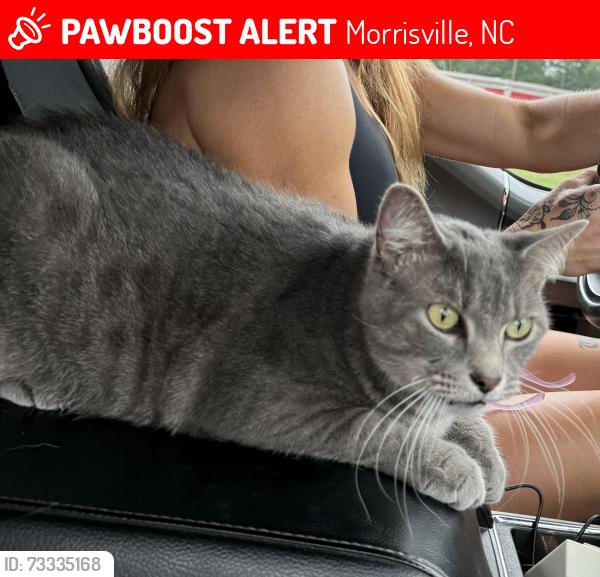 Lost Male Cat last seen Close to circle k, Morrisville, NC 27560