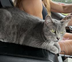Lost Male Cat last seen Close to circle k, Morrisville, NC 27560