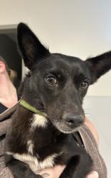 Shelter Stray Female Dog last seen Judson High School, Zone 3, TX, 8755 Farm to Market 1516, Converse, TX 78109, USA