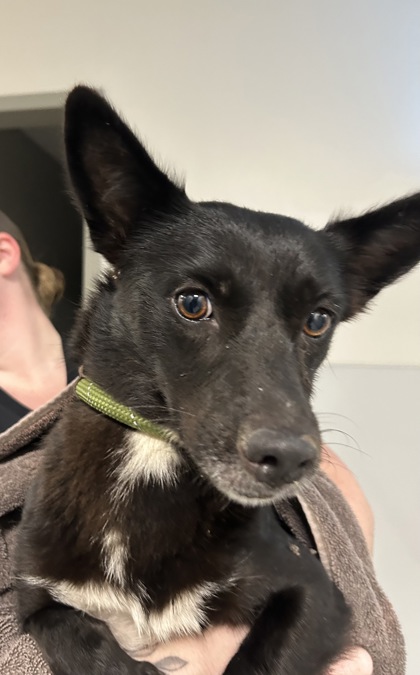 Shelter Stray Female Dog last seen Judson High School, Zone 3, TX, 8755 Farm to Market 1516, Converse, TX 78109, USA