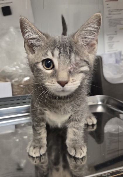 Shelter Stray Male Cat last seen N Chance Ave & N Cornell Ave, Fresno Zone Fresno CO 2 93703, CA, 1510 W Dan Ronquillo Dr, Fresno, CA 93706, USA