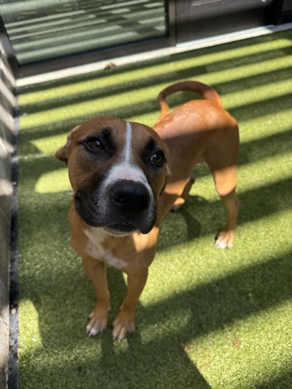 Shelter Stray Male Dog last seen Near camelot dr, Atlanta, GA, 1251 Fulton Industrial Blvd NW, Atlanta, GA 30336, USA