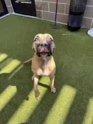Shelter Stray Male Dog last seen Near camelot dr, Atlanta, GA, 1251 Fulton Industrial Blvd NW, Atlanta, GA 30336, USA