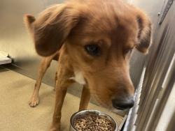 Shelter Stray Male Dog last seen Near Prairie Creek, Desoto, TX, 1150 E Pleasant Run Rd, Cedar Hill, TX 75104, USA
