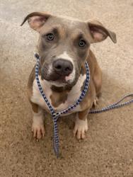 Shelter Stray Male Dog last seen Near E 91, 5th District, OH, 9203 Detroit Ave, Cleveland, OH 44102, USA