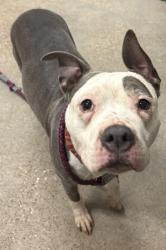 Shelter Stray Female Dog last seen Near Lorain, 1st District, OH, 9203 Detroit Ave, Cleveland, OH 44102, USA