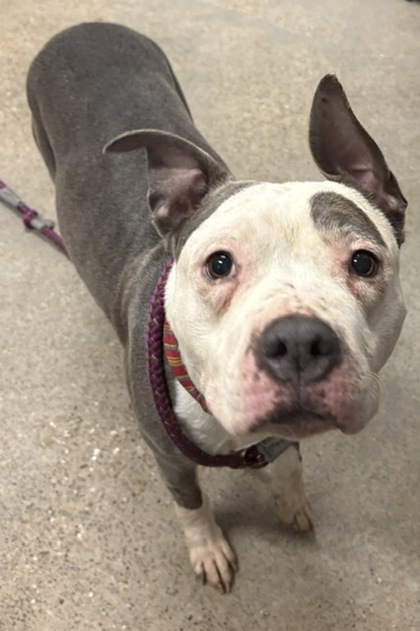 Shelter Stray Female Dog last seen Near Lorain, 1st District, OH, 9203 Detroit Ave, Cleveland, OH 44102, USA