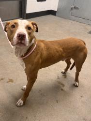 Shelter Stray Male Dog last seen e 115 & euclid, 5th District, OH, 9203 Detroit Ave, Cleveland, OH 44102, USA