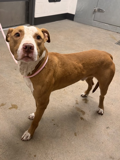Shelter Stray Male Dog last seen e 115 & euclid, 5th District, OH, 9203 Detroit Ave, Cleveland, OH 44102, USA
