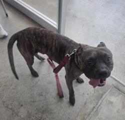 Shelter Stray Male Dog last seen Near Oakland Hills Dr, East District, TX, 355 Hillshire Dr, Haslet, TX 76052, USA