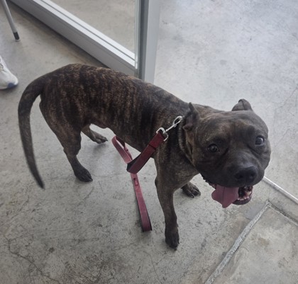 Shelter Stray Male Dog last seen Near Oakland Hills Dr, East District, TX, 355 Hillshire Dr, Haslet, TX 76052, USA