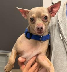 Shelter Stray Male Dog last seen , , OH, 9203 Detroit Ave, Cleveland, OH 44102, USA
