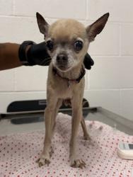 Shelter Stray Female Dog last seen , , OH, 9203 Detroit Ave, Cleveland, OH 44102, USA