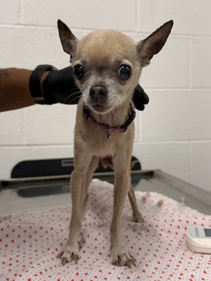 Shelter Stray Female Dog last seen , , OH, 9203 Detroit Ave, Cleveland, OH 44102, USA