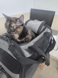 Shelter Stray Female Cat last seen Near Oakland Hills Dr, East District, TX, 355 Hillshire Dr, Haslet, TX 76052, USA