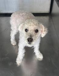 Shelter Stray Female Dog last seen Near SANDSHELL CT, North District,, 355 Hillshire Dr, Haslet, TX 76052, USA