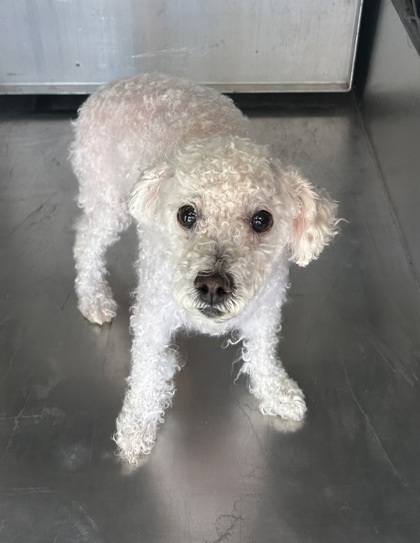 Shelter Stray Female Dog last seen Near SANDSHELL CT, North District,, 355 Hillshire Dr, Haslet, TX 76052, USA