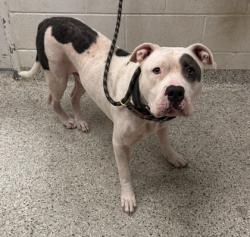 Shelter Stray Male Dog last seen Near Indiana, 64128, MO, 7077 Elmwood Ave, Kansas City, MO 64132, USA