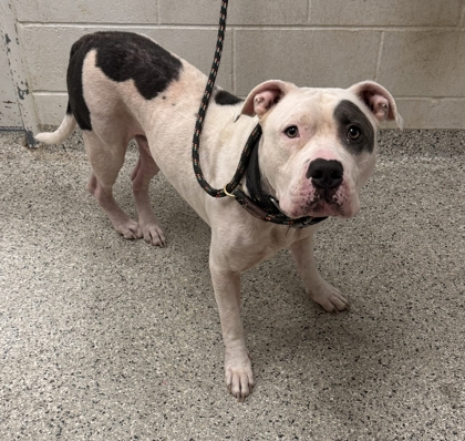 Shelter Stray Male Dog last seen Near Indiana, 64128, MO, 7077 Elmwood Ave, Kansas City, MO 64132, USA