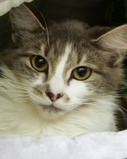 Shelter Stray Female Cat last seen Near SR 32 E Lot 13, Hamilton County, IN, 10501 Hague Rd, Fishers, IN 46038, USA