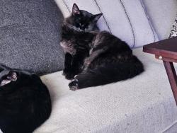 Lost Male Cat last seen Dye and elms, Swartz Creek, MI 48473