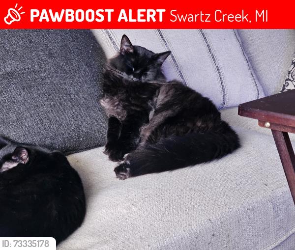Lost Male Cat last seen Dye and elms, Swartz Creek, MI 48473