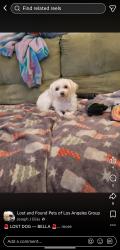 Lost Female Dog last seen Near McDonald's, Los Angeles, CA 91602