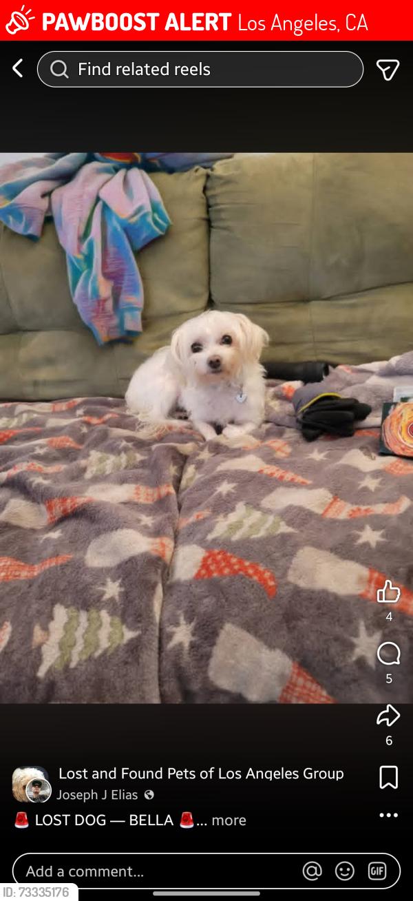 Lost Female Dog last seen Near McDonald's, Los Angeles, CA 91602