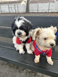 Lost Male Dog last seen Same address obout, Port Chester, NY 10573