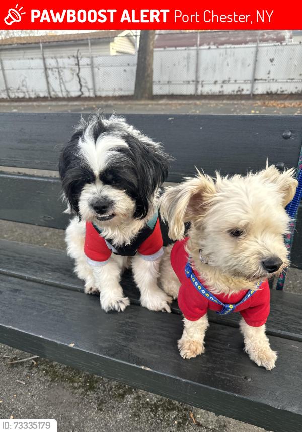 Lost Male Dog last seen Same address obout, Port Chester, NY 10573