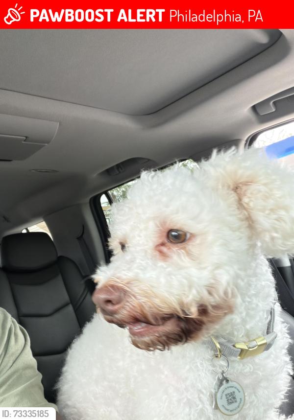Lost Male Dog last seen Levick st, Philadelphia, PA 19111