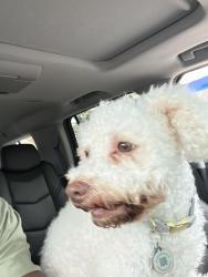 Lost Male Dog last seen Levick st, Philadelphia, PA 19111