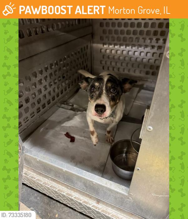 Found/Stray Female Dog last seen Beckwith and Oak Park, Morton Grove, IL 60053