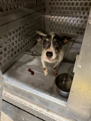 Found/Stray Female Dog last seen Beckwith and Oak Park, Morton Grove, IL 60053