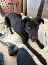 Found/Stray Male Dog last seen West Flagler st, Miami, FL 33134