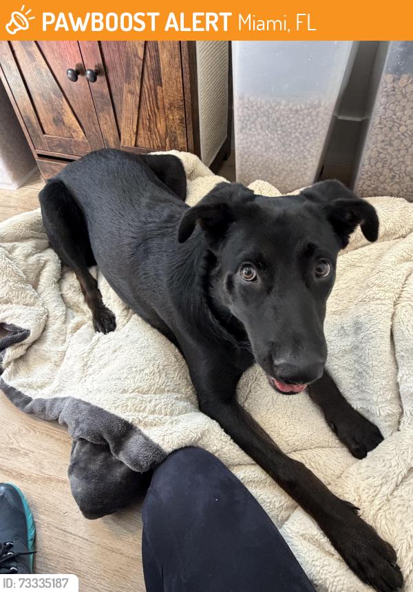 Found/Stray Male Dog last seen West Flagler st, Miami, FL 33134