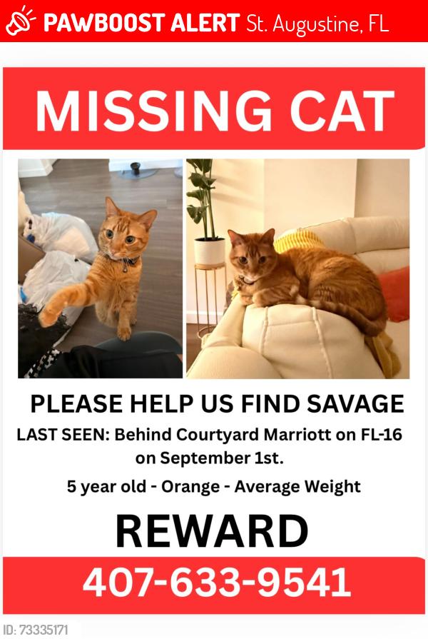 Lost Male Cat last seen Behind the Courtyard Marriott towards the woods, St. Augustine, FL 32084