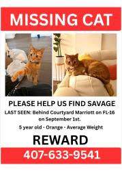 Lost Male Cat last seen Behind the Courtyard Marriott towards the woods, St. Augustine, FL 32084