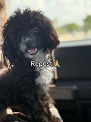 Reunited Female Dog last seen Krome Ave & SW 200th St, Florida 33187, USA, Miami-Dade County, FL 33187